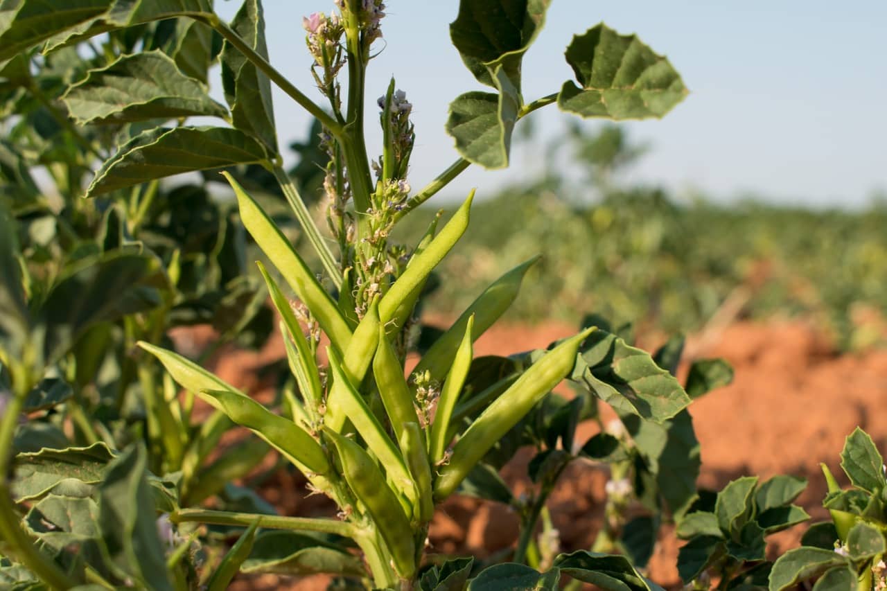 Guar Gum Vs Xanthan Gum Why Guar Is A Better Alternative Guar Resources