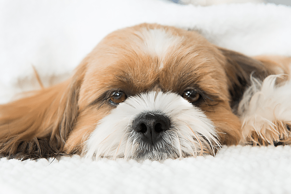 Old service page Guau Pet Grooming Spa