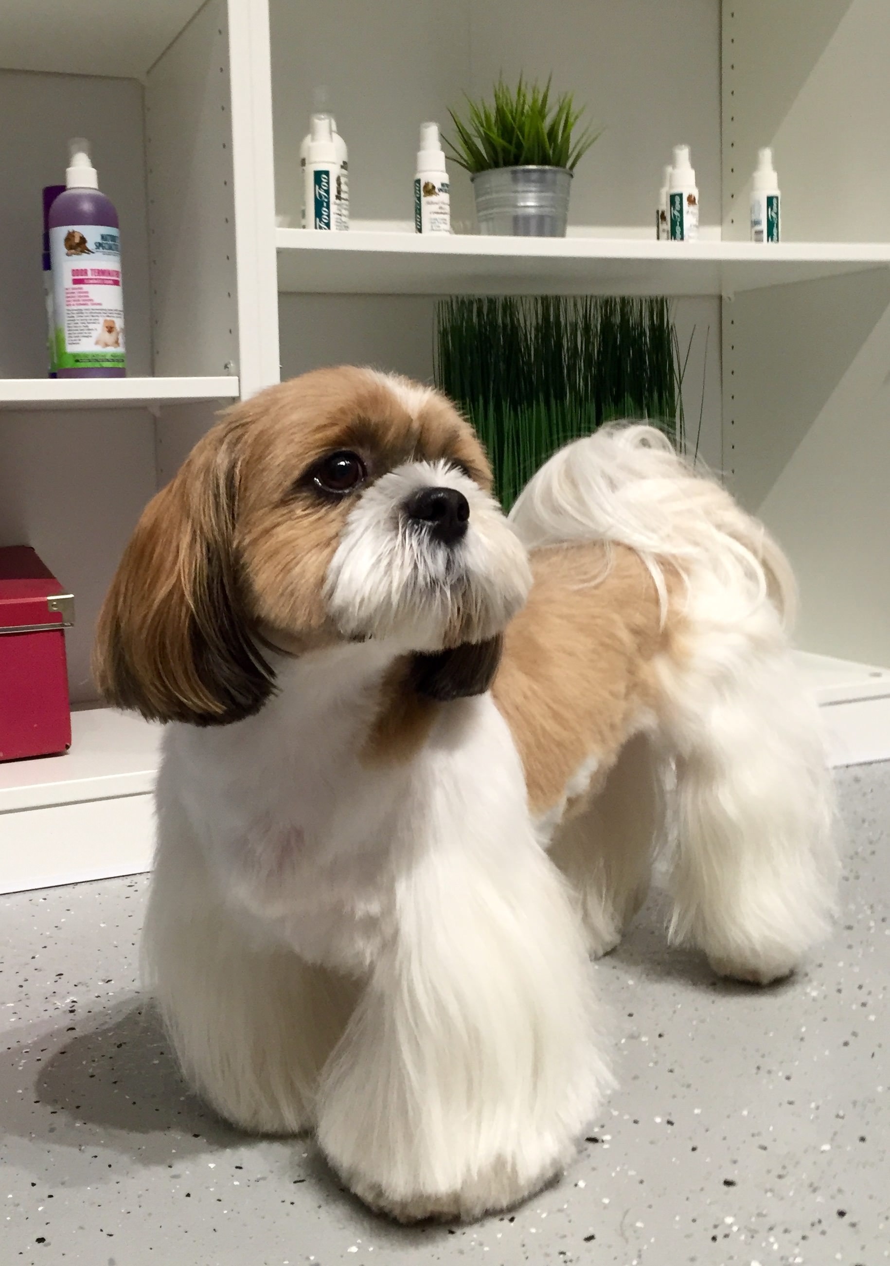 Yoko Guau Pet Grooming Spa