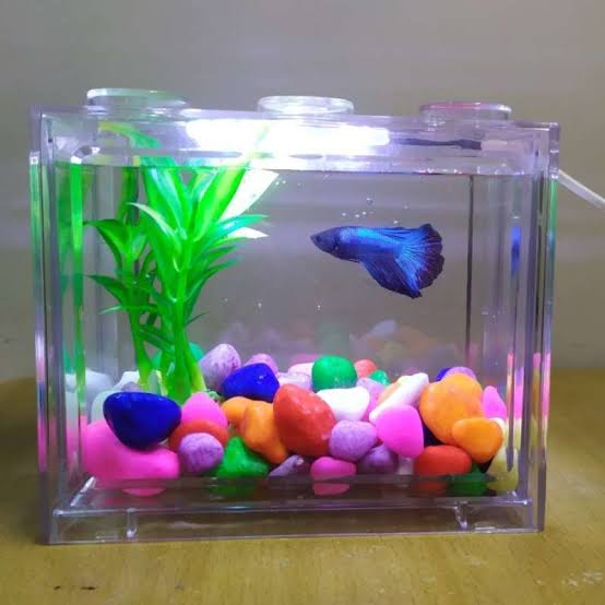 Wadah Ikan Cupang, Lebih Baik dari Bahan Plastik atau Kaca? Gudang