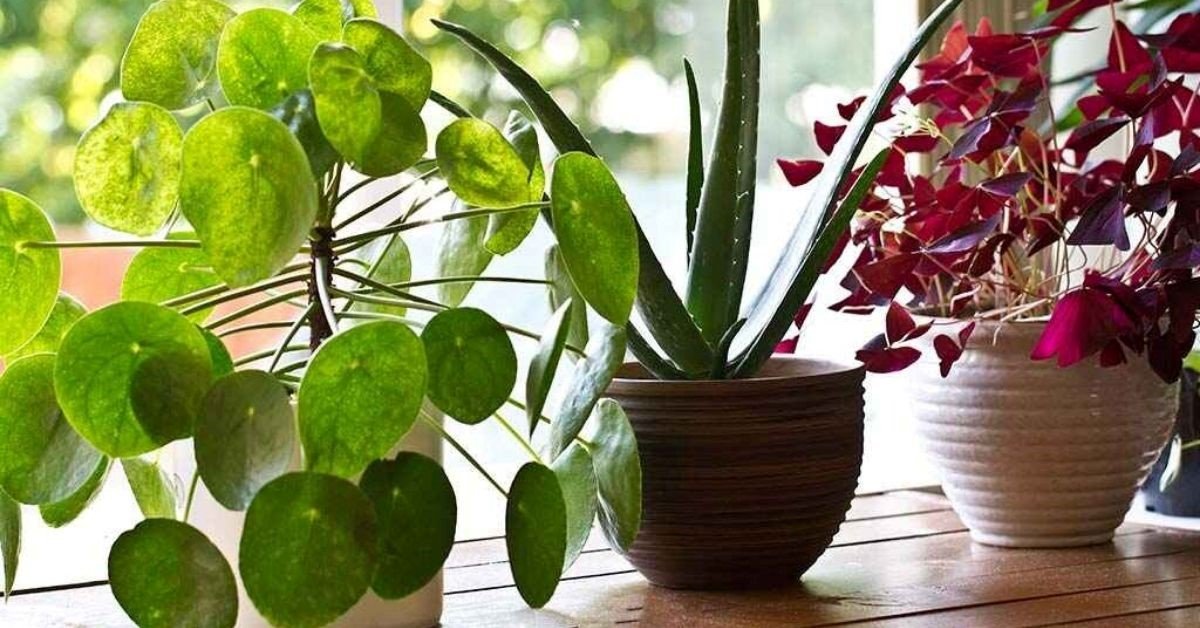 Top Tips to Keep Your Indoor Plants Healthy