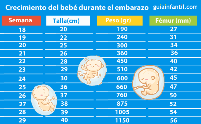 Tabla para saber cuánto mide y pesa el bebé a lo largo del embarazo