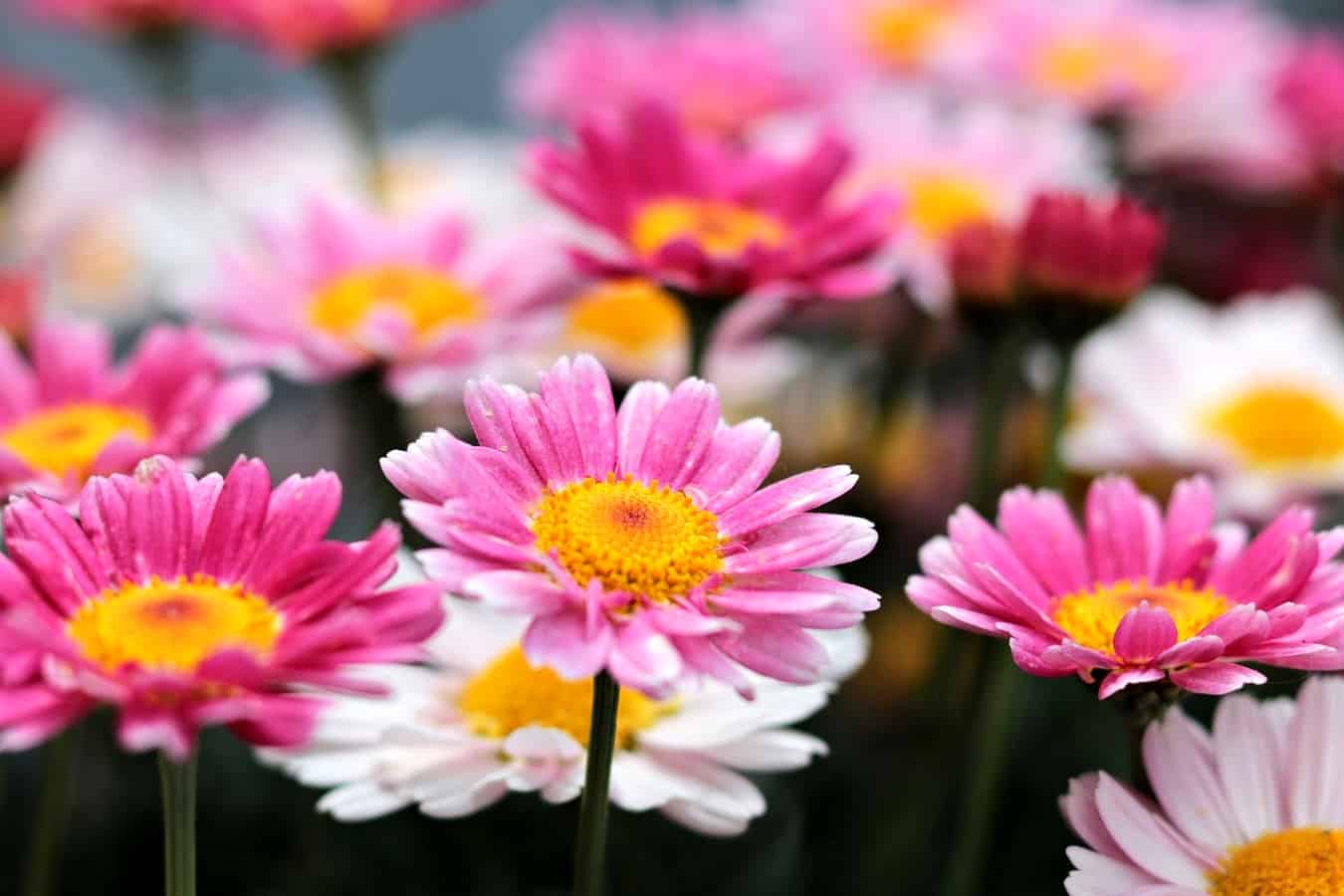 Flowers Online Gambaran