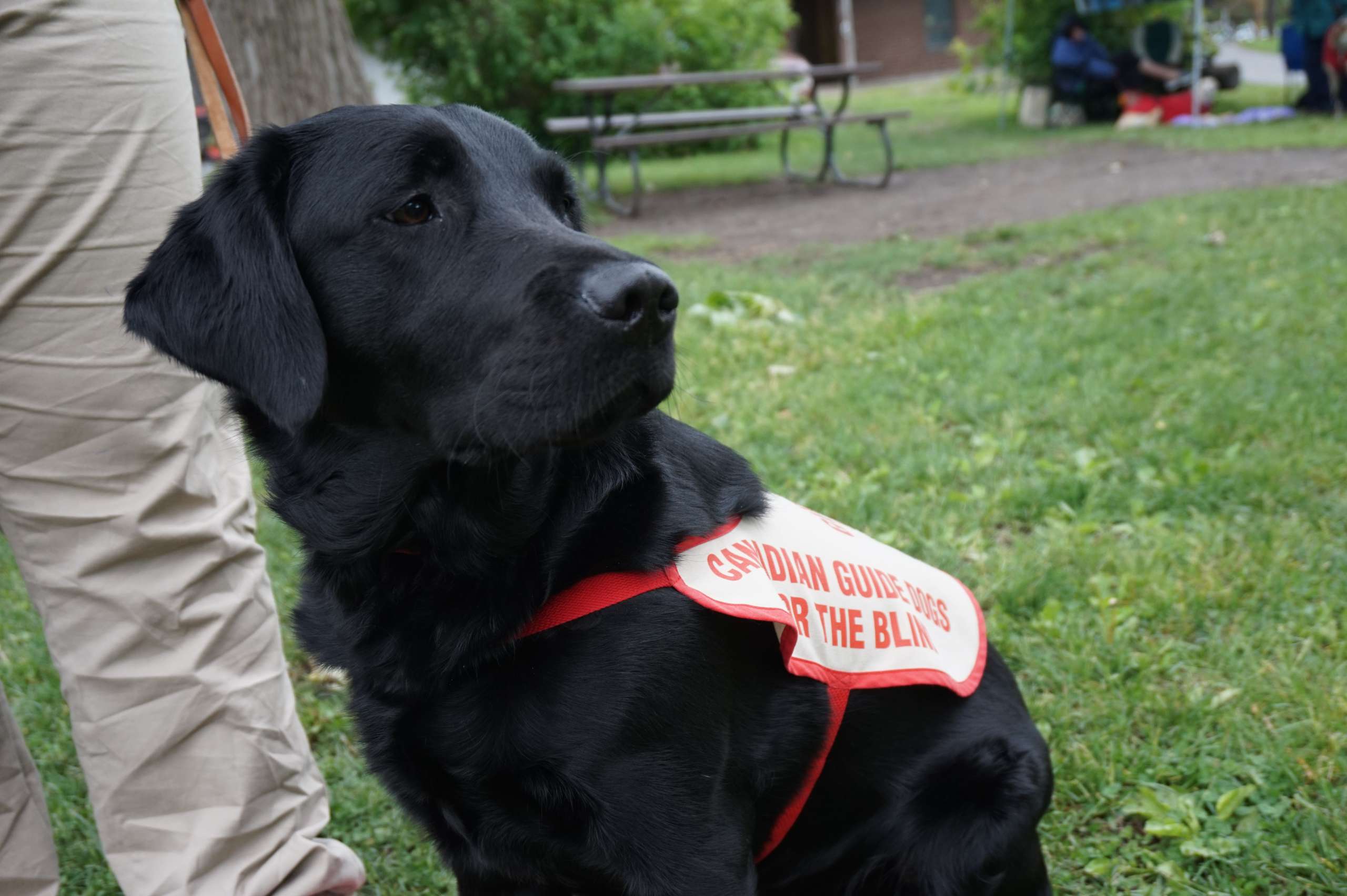 Guide Dogs Documentary Canadian Guide Dogs for the Blind