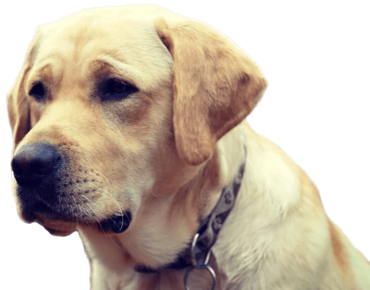 Acquiring A Guide Dog Canadian Guide Dogs for the Blind