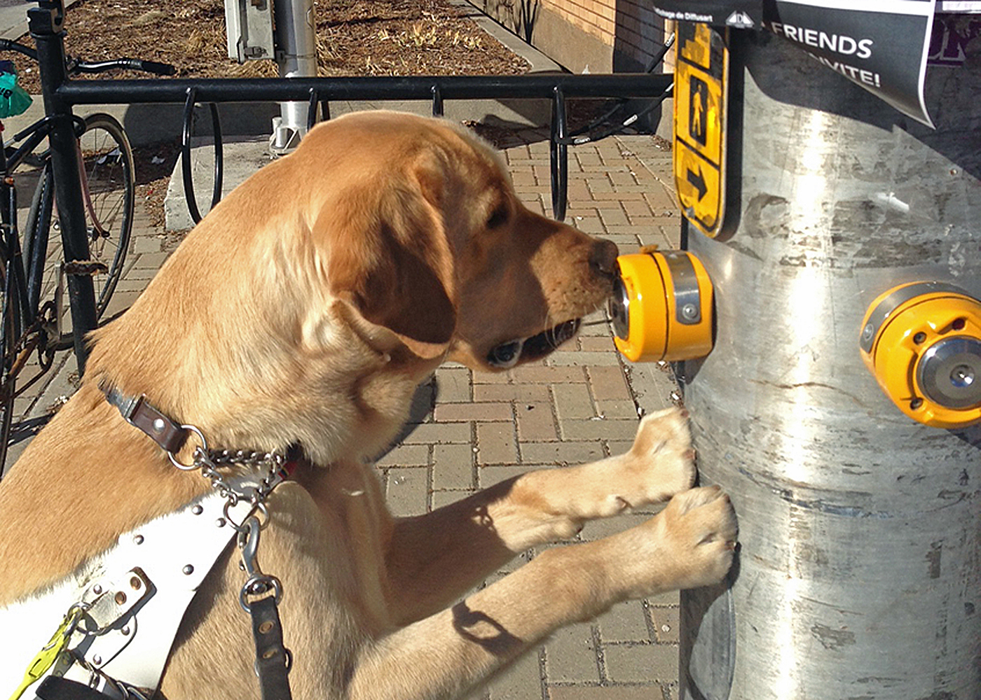 The Path to a Guide Dog Canadian Guide Dogs for the Blind