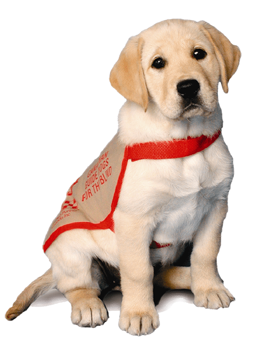 Canadian Guide Dogs for the Blind
