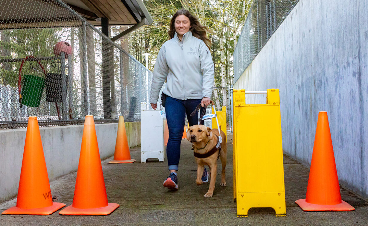 Formal Guidework Training Phases Guide Dogs for the Blind