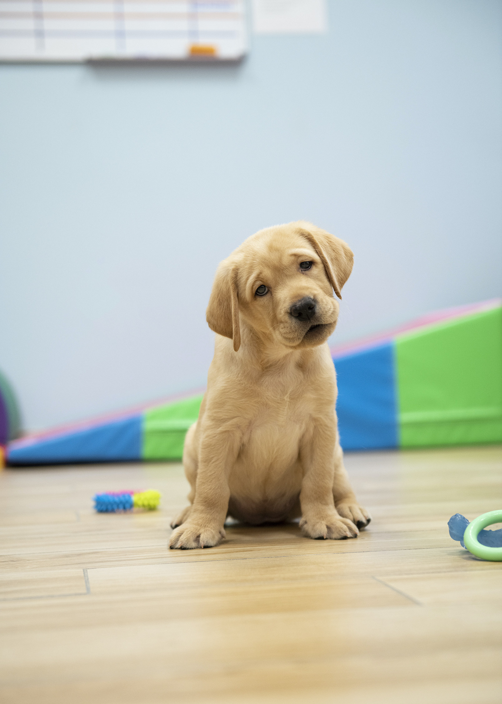 puppy training classes charleston sc