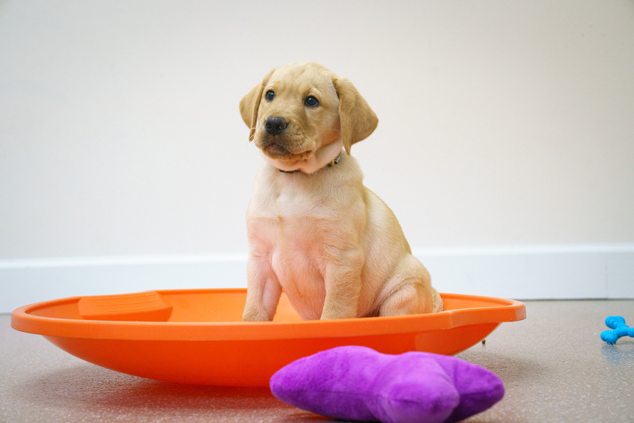 Puppy Kindergarten Southeastern Guide Dogs