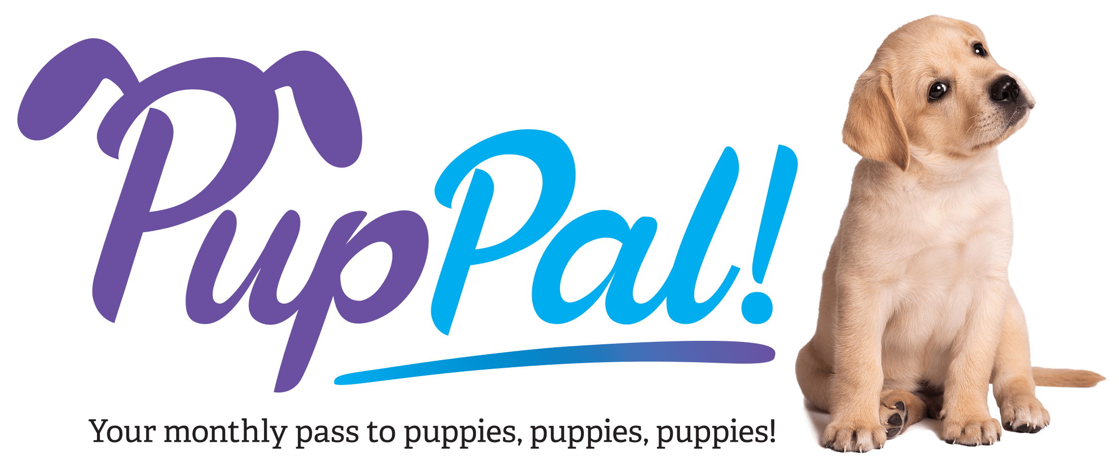 Where Do You Get Puppies From