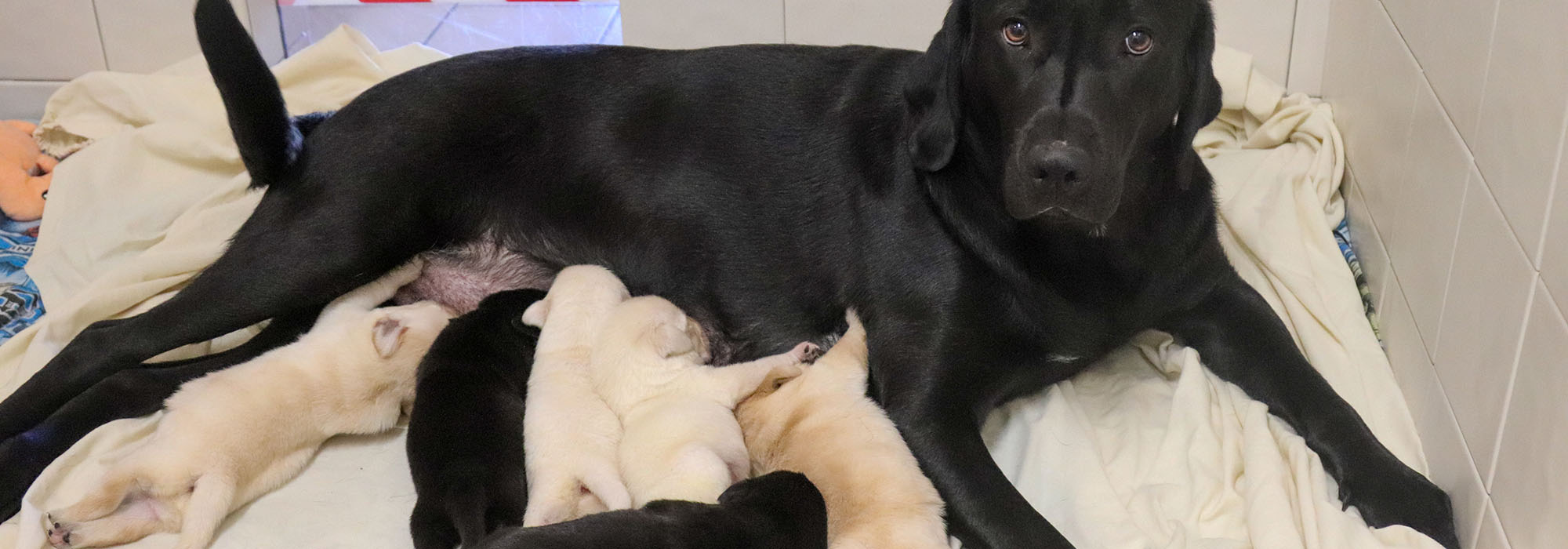 Breeding Guide Dogs of America