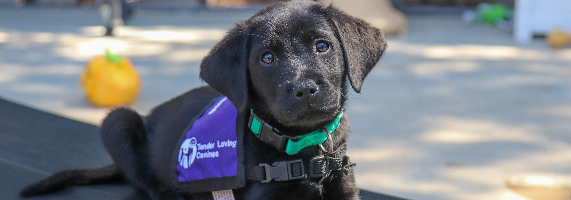 National Service Dog Month with Guide Dogs of America Guide Dogs of