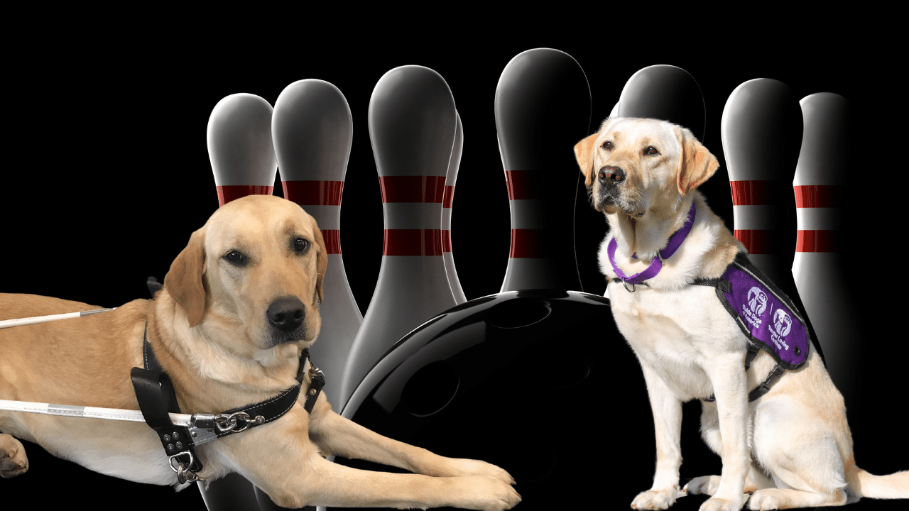 How Much Does A Blind Service Dog Cost