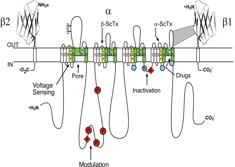 Voltagegated sodium channels Introduction BPS/IUPHAR