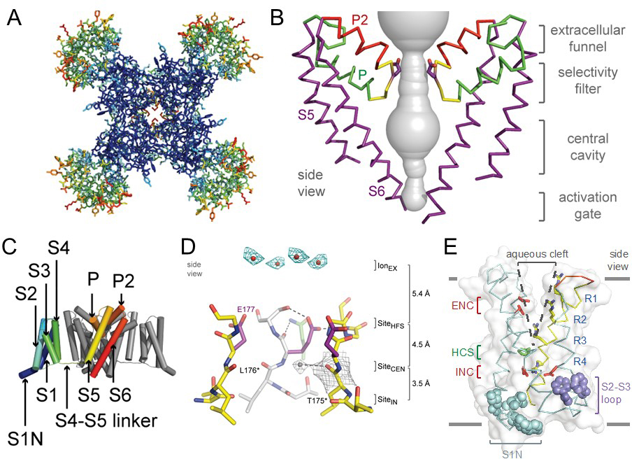 Voltagegated sodium channels Introduction BPS/IUPHAR