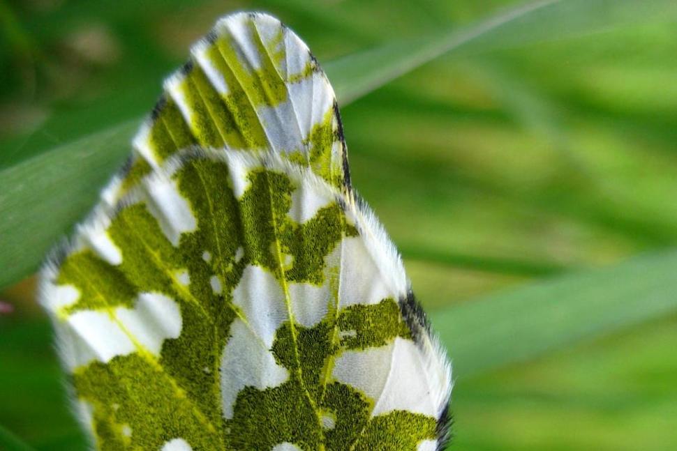 Feds Protecting the Littlest Island Inhabitants the Marble Butterfly