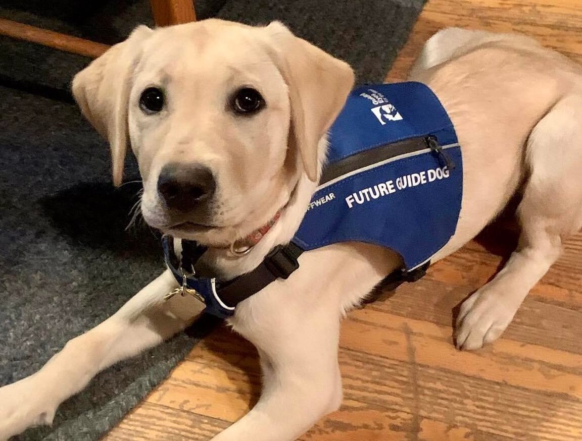 How Long Do Guide Dogs Train For