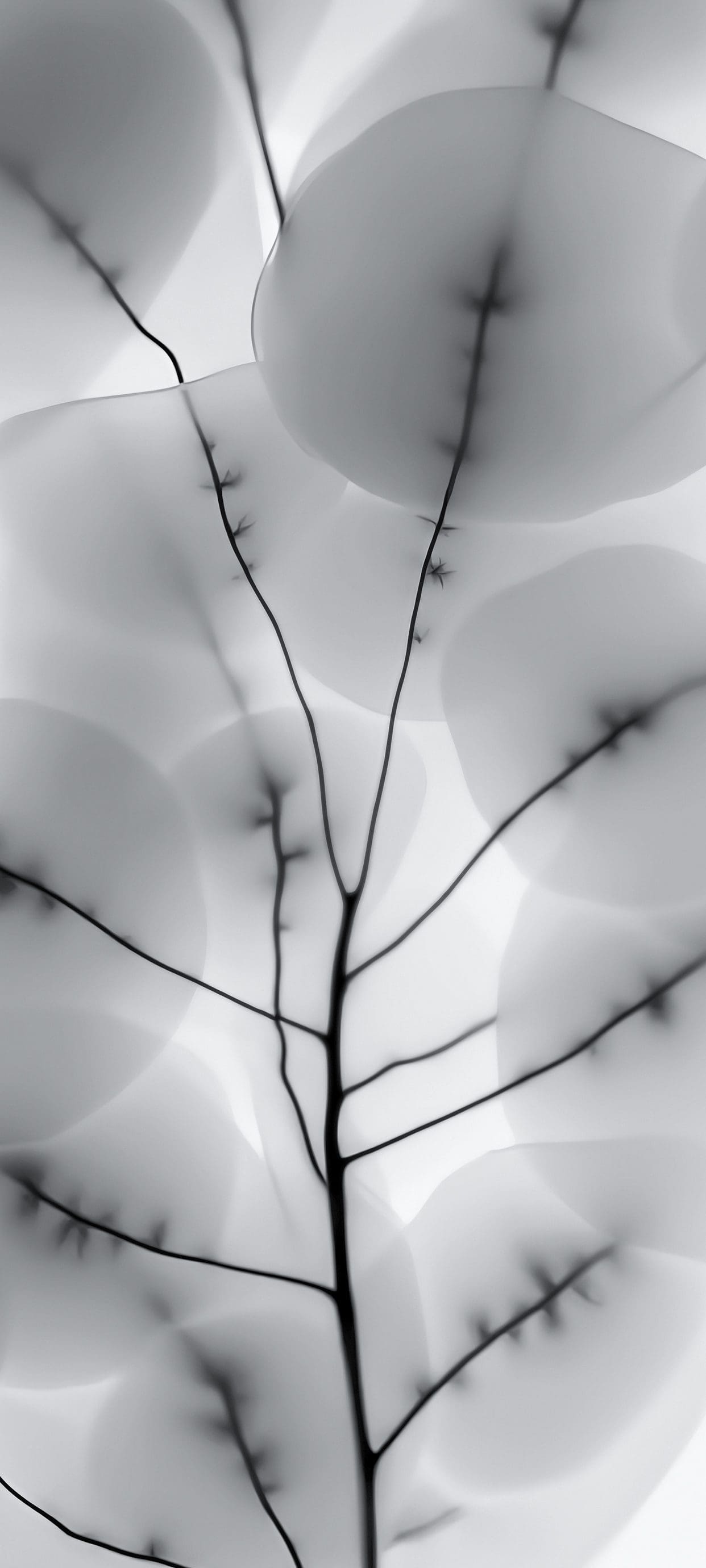 White Wallpapers For Mobile