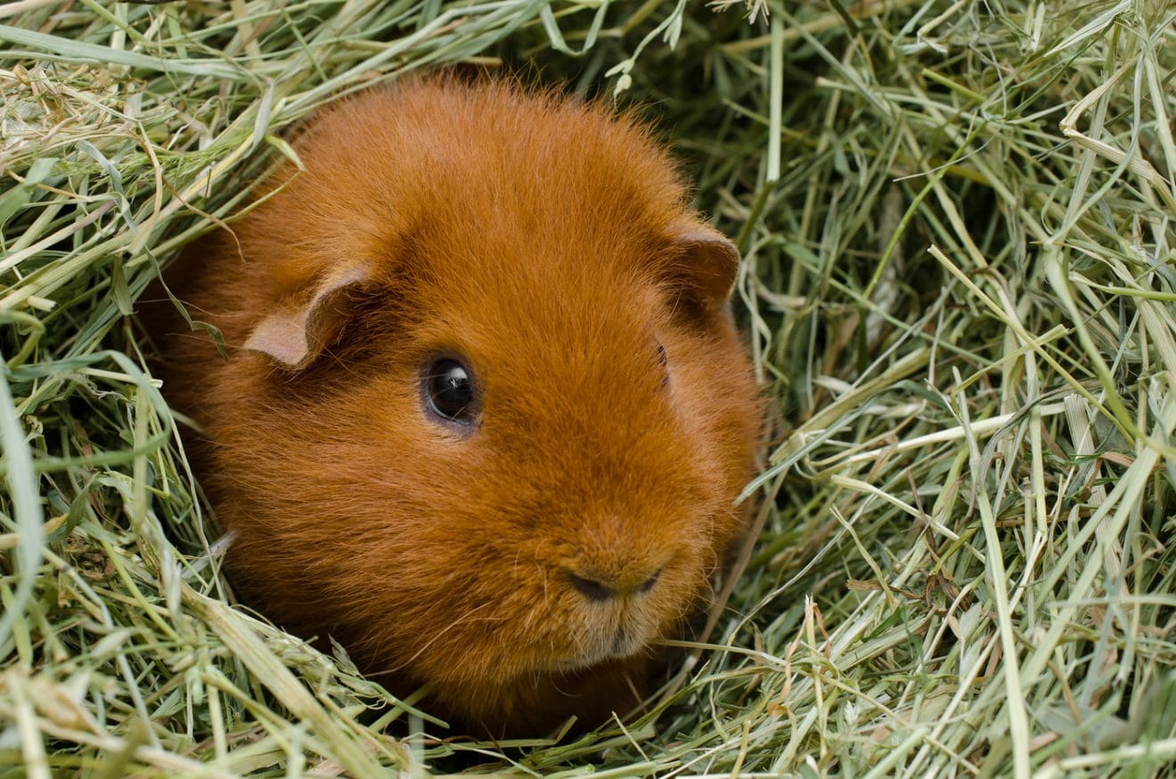Hay HAY for HAPPY piggies Guinea Pig Cages