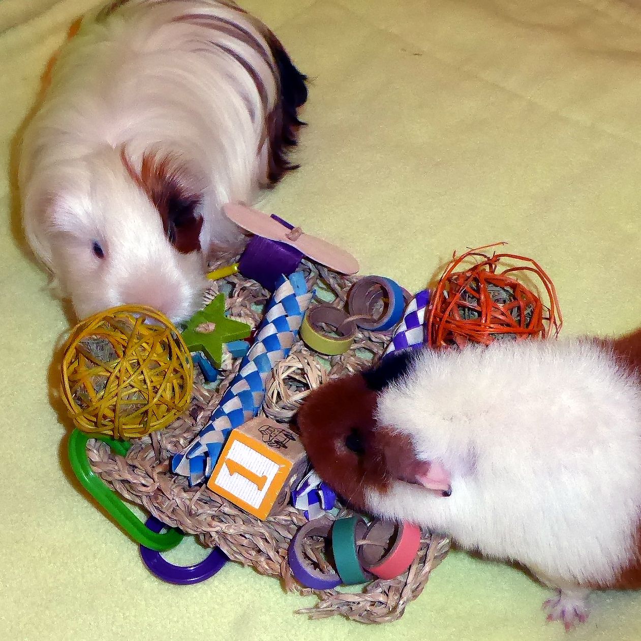 Toys Toys and Play Guinea Pig Cages