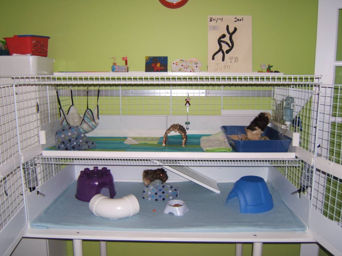 2 level withdoors open Guinea Pig Cages