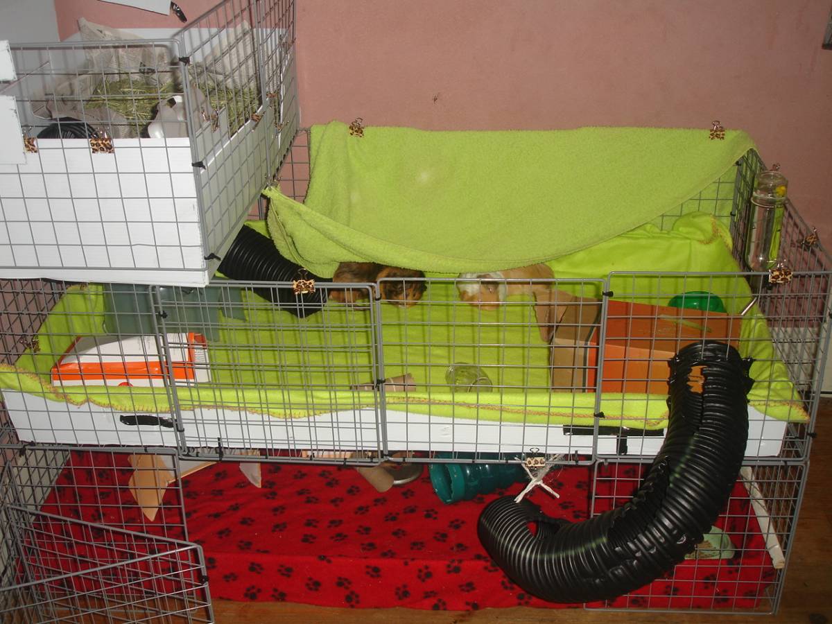 2nd Level Guinea Pig Cages