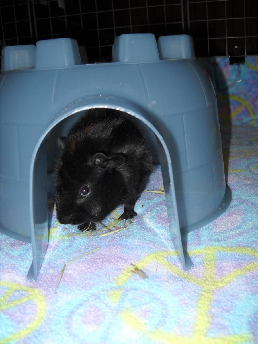 Aspen Guinea Pig Cages