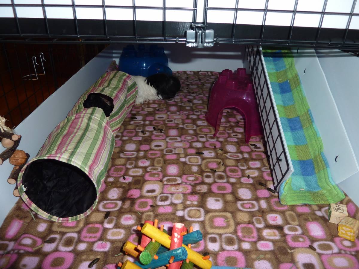 Cage Guinea Pig Cages