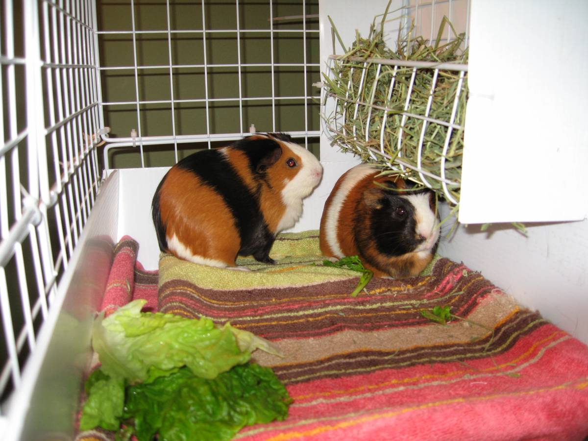 cage Guinea Pig Cages