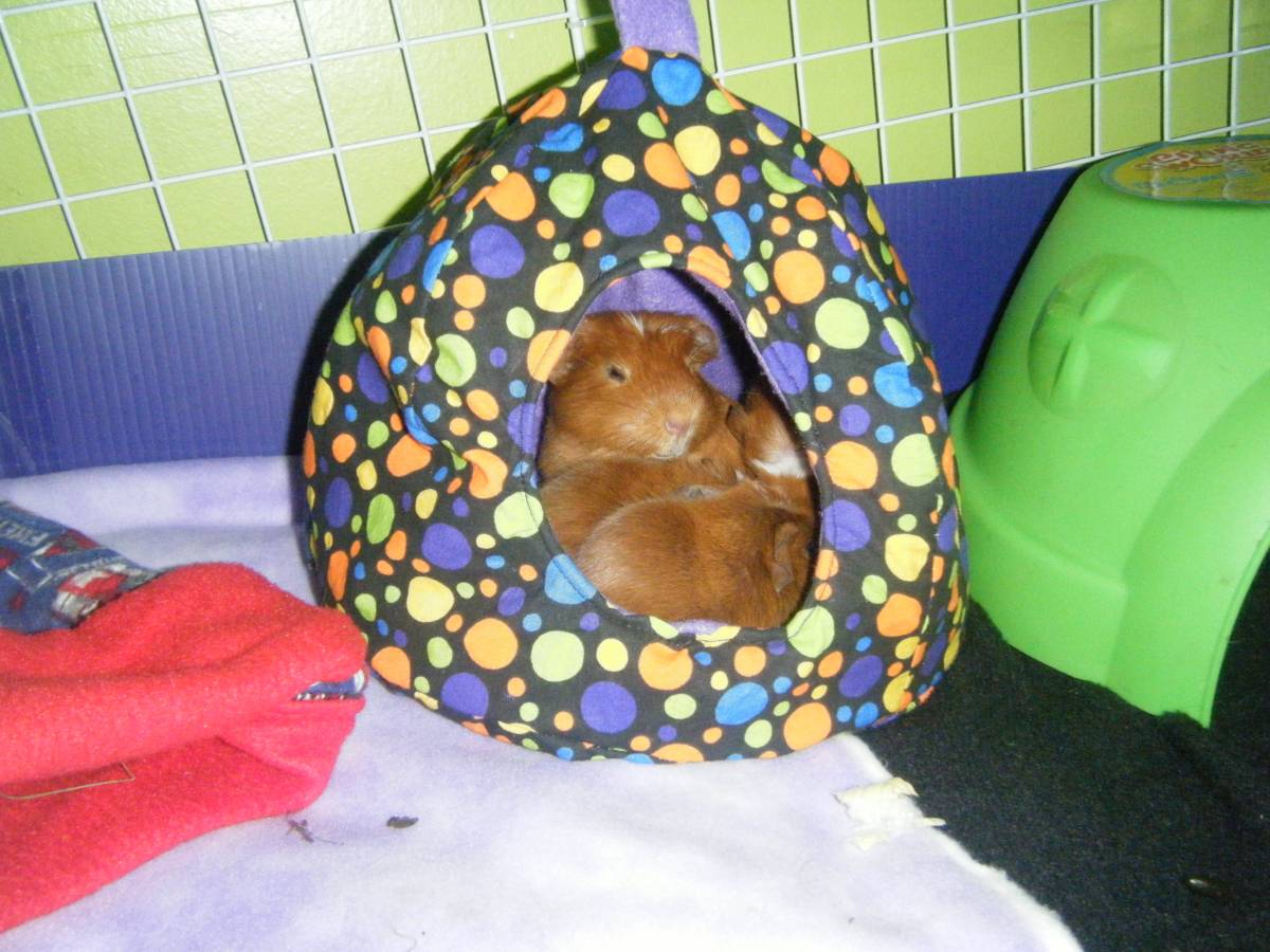 cuddle cave Guinea Pig Cages