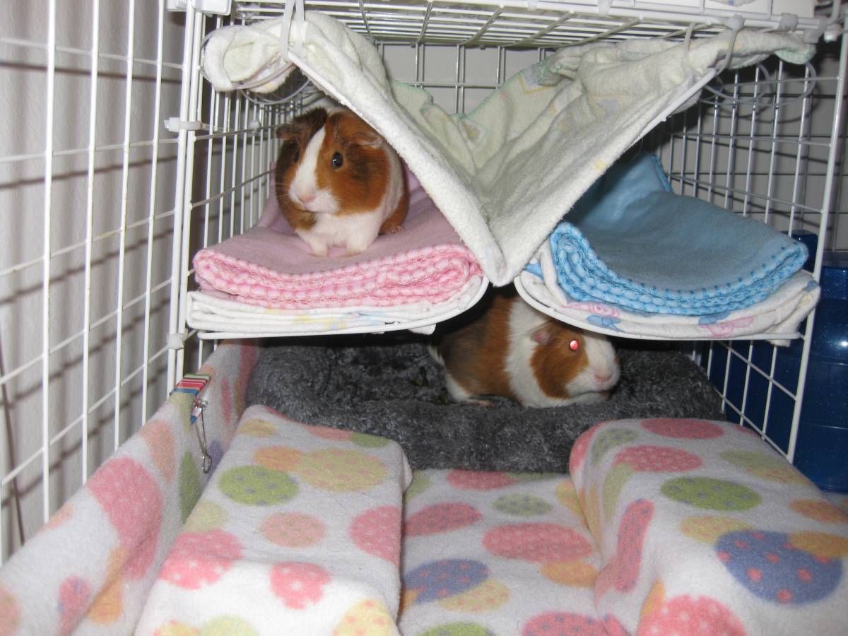 Cuddle Caves Guinea Pig Cages