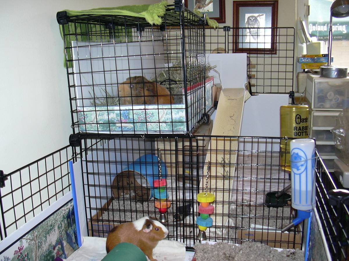 divider view Guinea Pig Cages