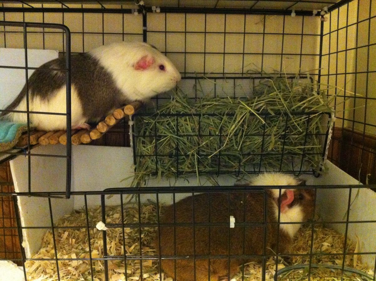 Double decker dining Guinea Pig Cages