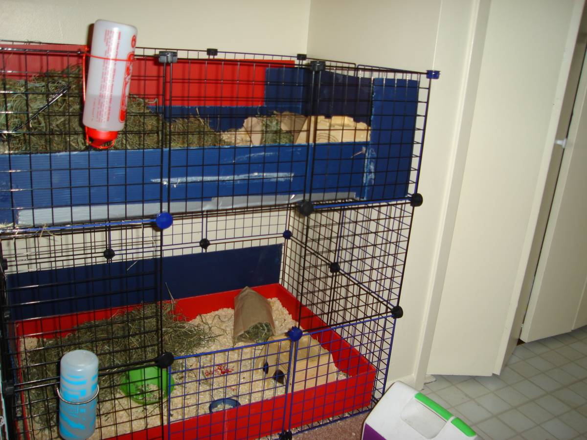 Double Decker Guinea Pig Cages