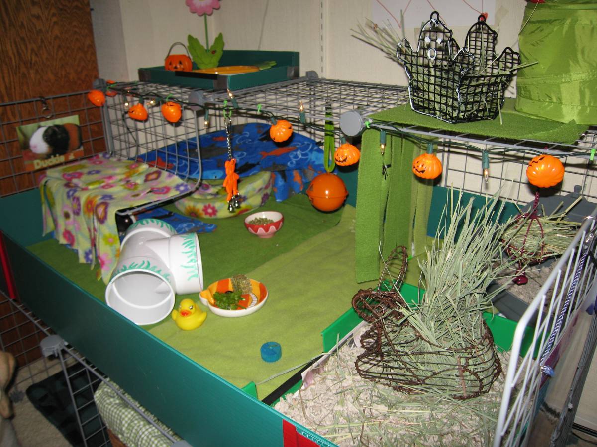 Finally finished Guinea Pig Cages