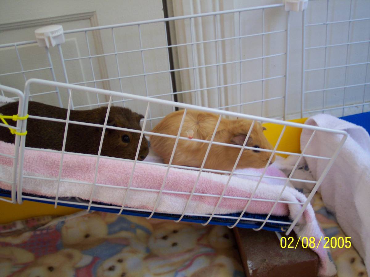 Going down Guinea Pig Cages
