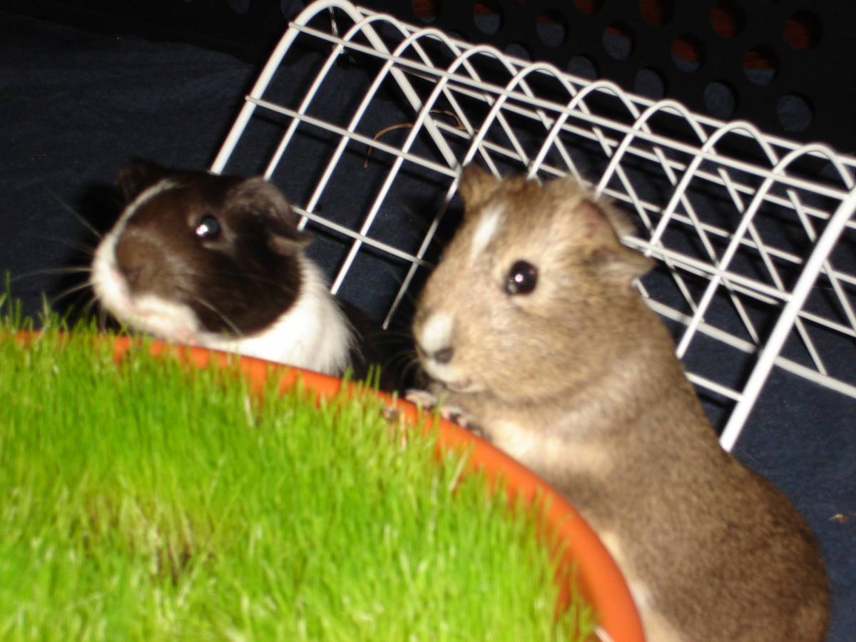 Grass Guinea Pig Cages