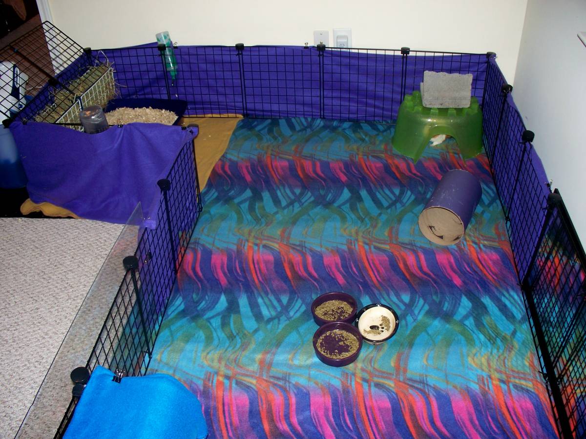 Inside Left View Guinea Pig Cages