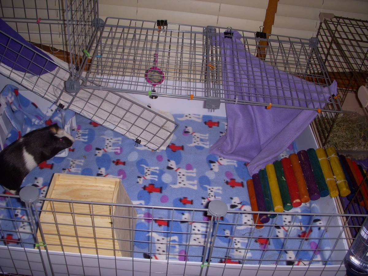 Main level Guinea Pig Cages
