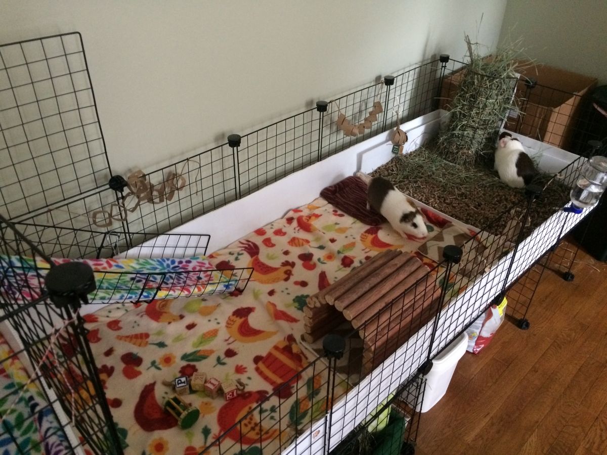 Main level Guinea Pig Cages