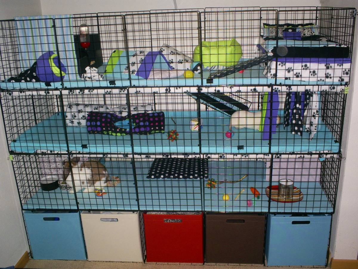 My guinea pig and rabbit cages Guinea Pig Cages