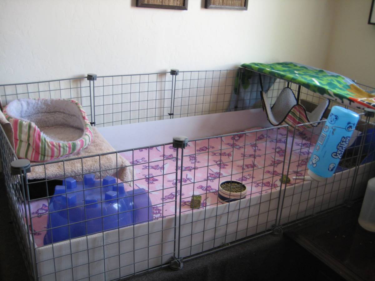 New cage Layout! Guinea Pig Cages