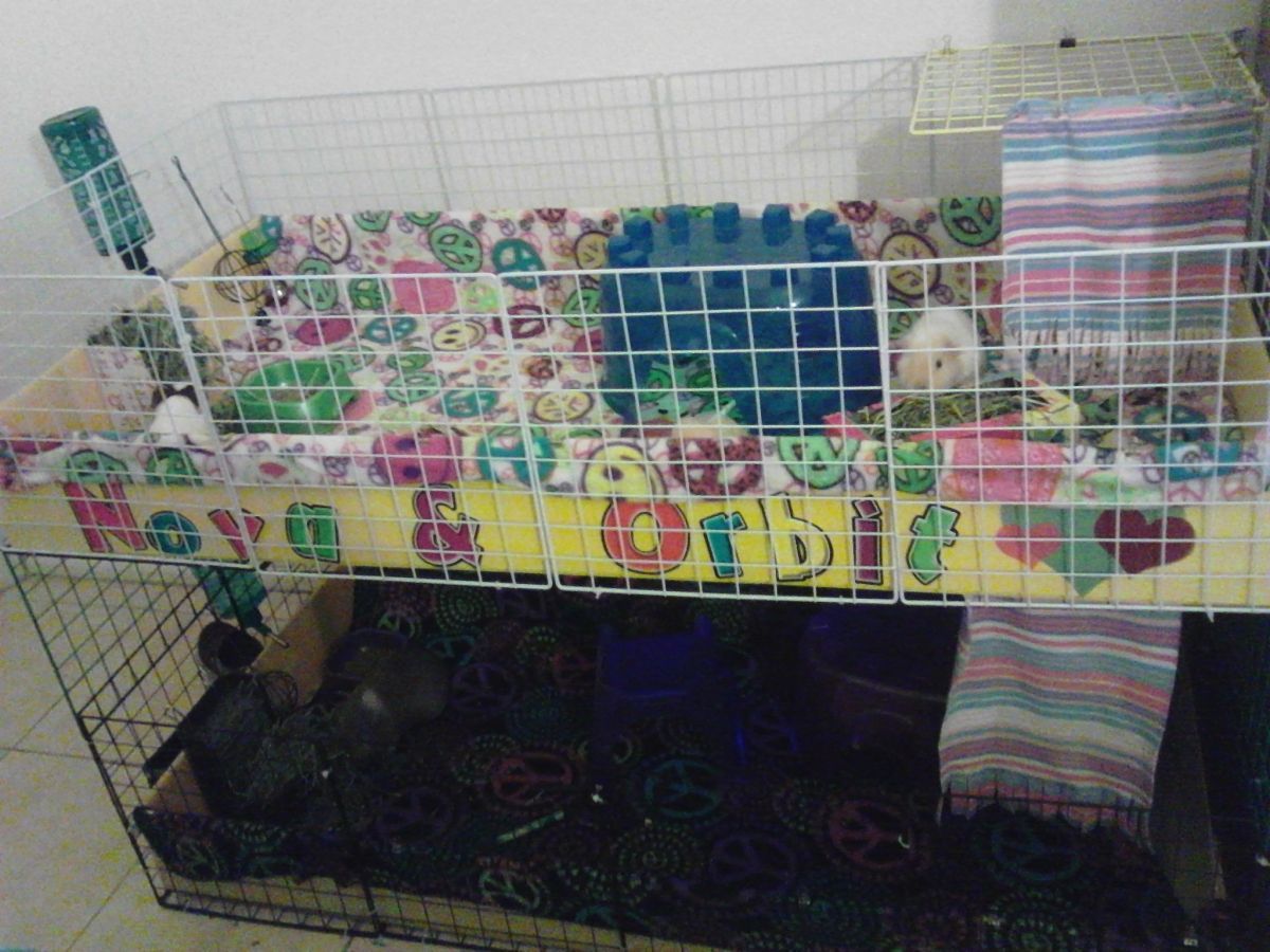 New Cage setup Guinea Pig Cages