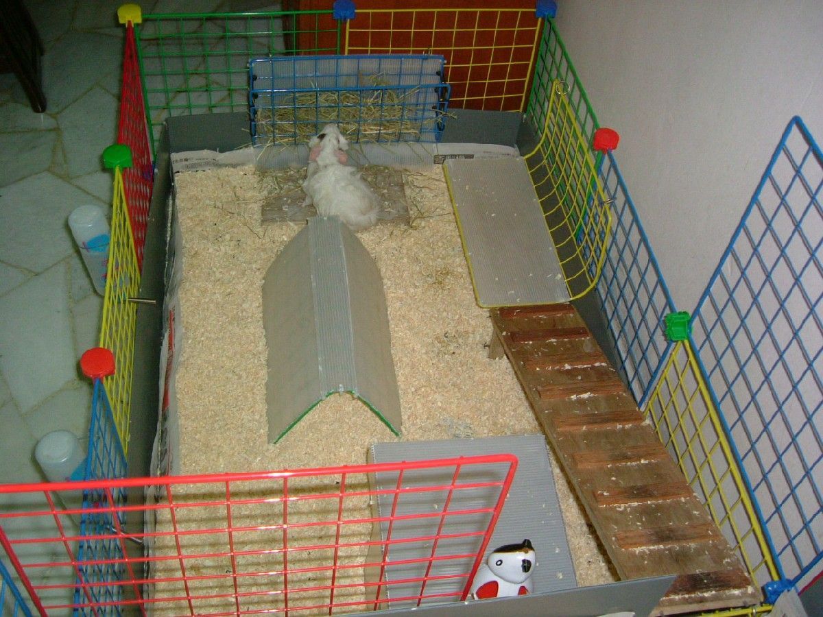 Open, MultiLevel Guinea Pig Cages