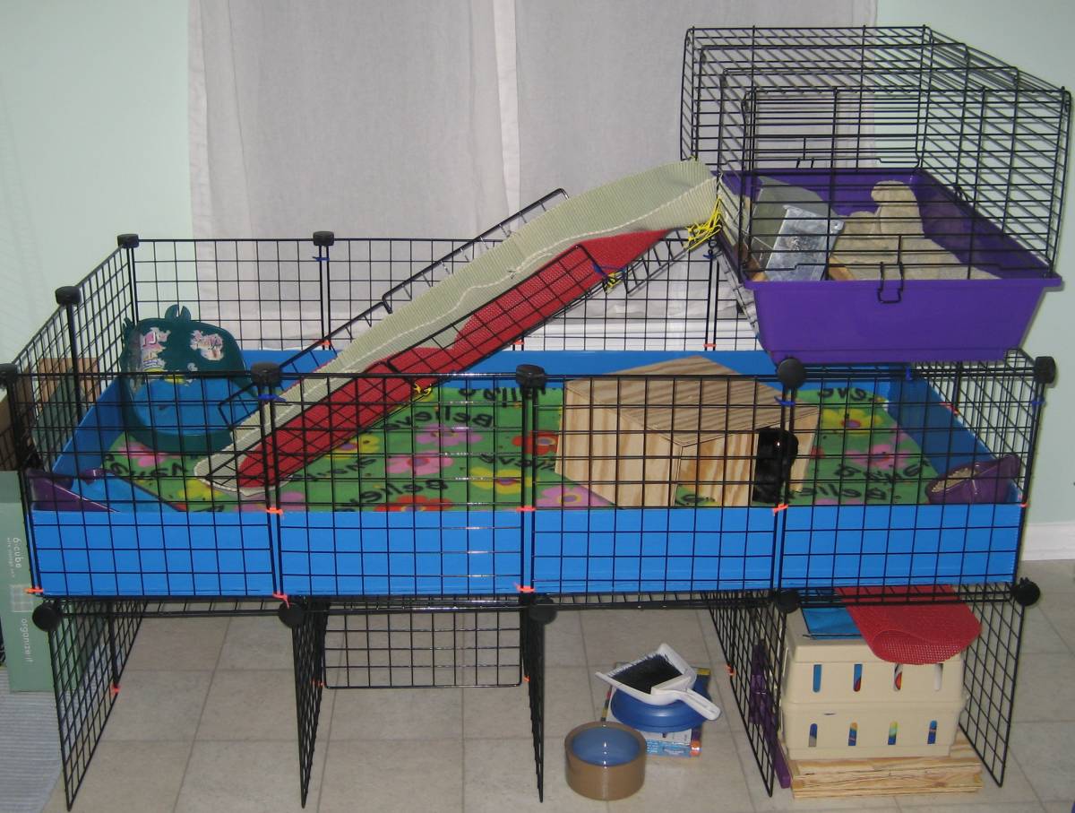 Guinea Pig Cages Here Are The Best Options DodoWell The Dodo atelier