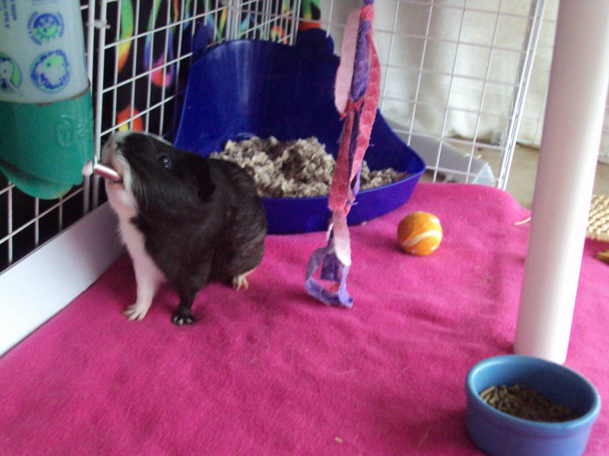 Oreo Guinea Pig Cages