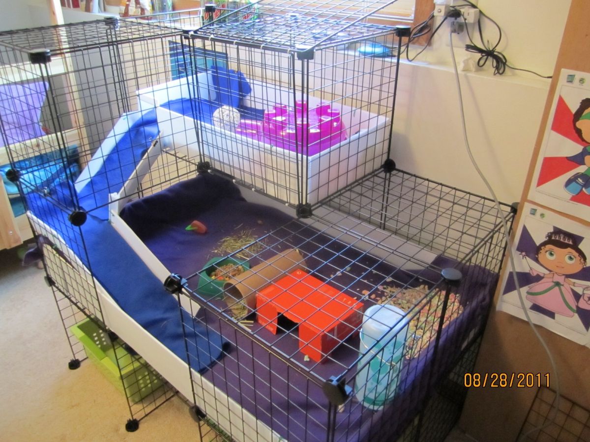 Our Setup Guinea Pig Cages