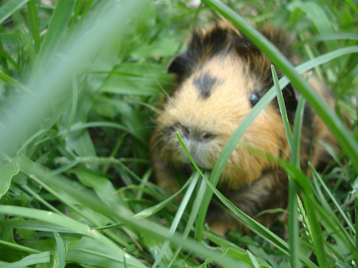 Outside Guinea Pig Cages