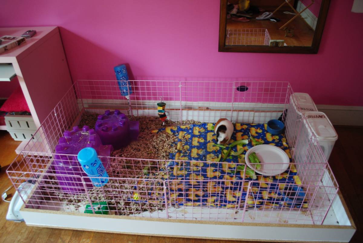 PINK Guinea Pig Cages